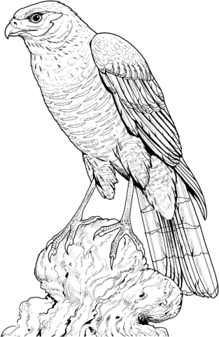 Perched Hawk Coloring Page